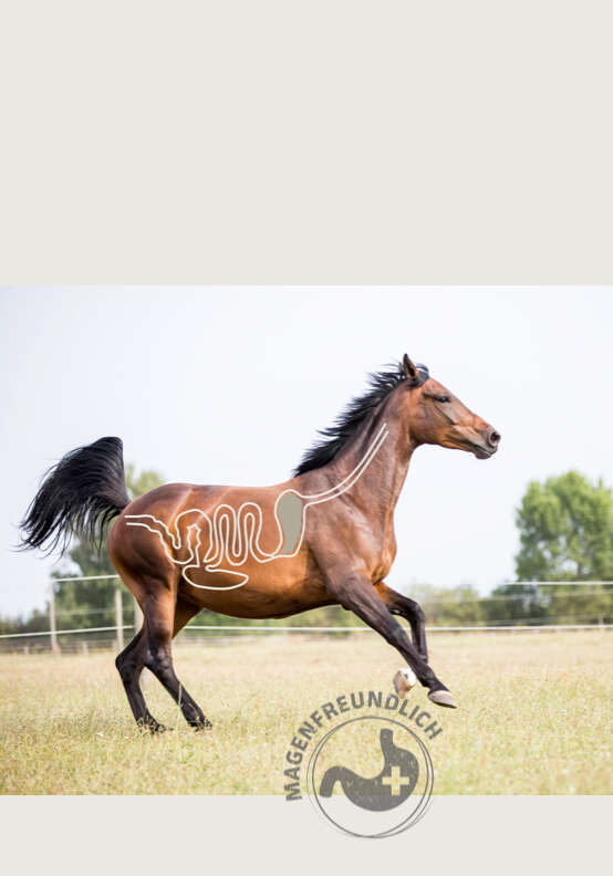 derby verdauung banner